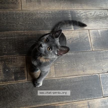 Photo 1/1 Luna Chat lost in Perpignan