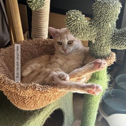 Photo 1/1 Kira Chat lost in Javerdat