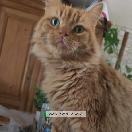 Photo 1/1 Caramel Chat lost in St martin du tertre