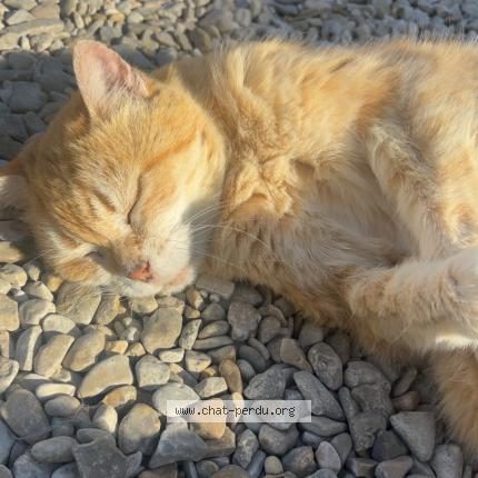 Photo 1/1 Nanou Chat lost in Chapelle vallon