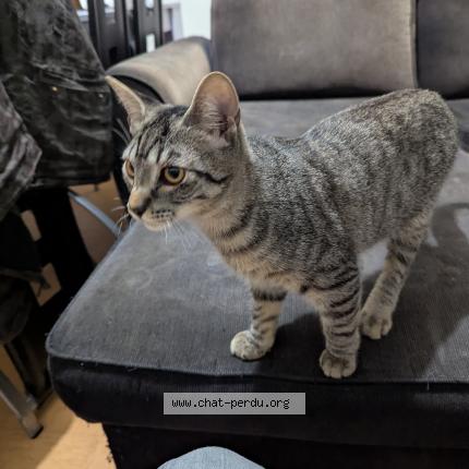 Photo 1/1 Cobra Chat lost in Ciboure