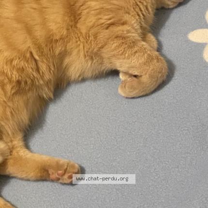 Photo 1/1 Cat reunited Lost in Treffiagat