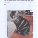 Picture of cat lost at Saint Leger Pres Troyes