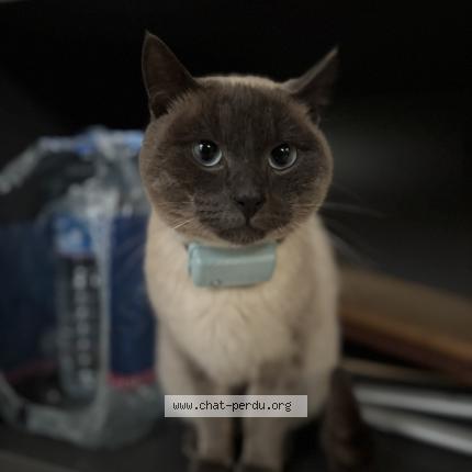 Photo 1/1 Paco Chat lost in La louviere