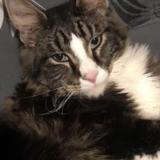 Picture of cat lost at Harnoncour