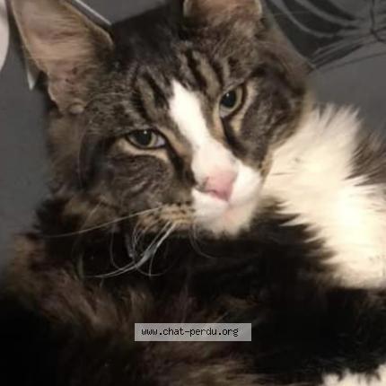 Photo 1/1 Filou Chat lost in Harnoncour