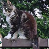 Picture of cat lost at Harnoncour