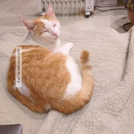 Photo 1/1 Malfouf ou Chaton Chat lost in Cachan