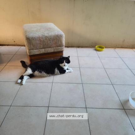 Photo 1/1 Guizmo Chat lost in Vallauris