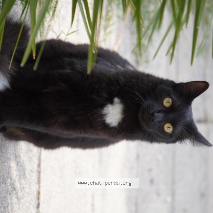 Photo 1/1 Found cat Found in Chatellerault