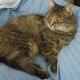 Picture of cat lost at Leguevin