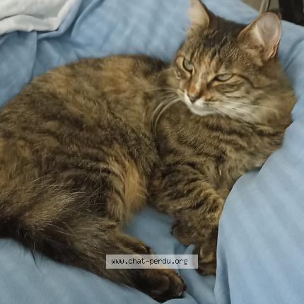 Photo 1/1 Grisette Chat lost in Leguevin