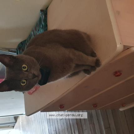 Photo 1/1 Aslan Chat lost in Saint paul