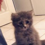 Picture of cat lost at Andance