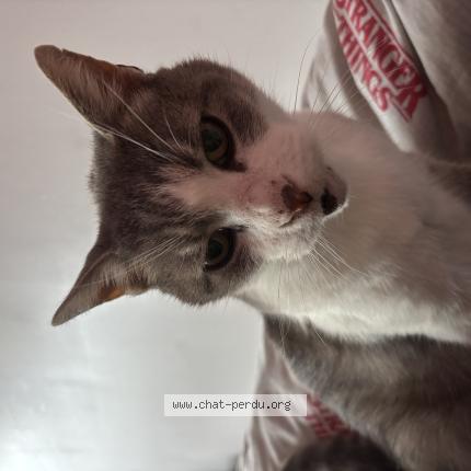 Photo 1/1 Grizzly Chat lost in Sainte adresse