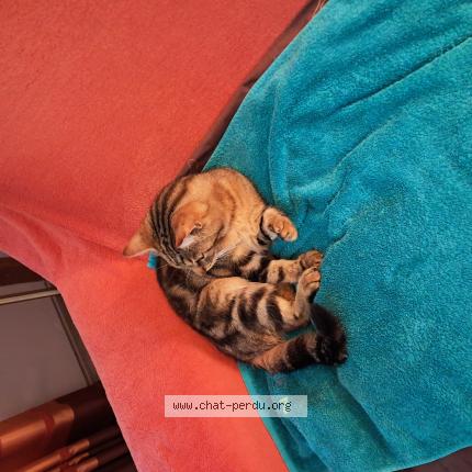 Photo 1/1 Noisette Chat lost in Cleguer