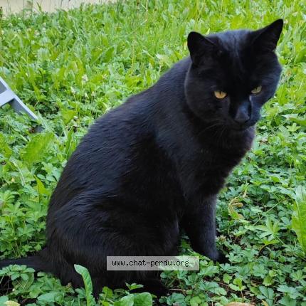 Photo 1/1 Nemesis Chat lost in Pont sainte maxence