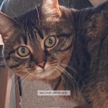 Photo 1/1 Mia Chat lost in Puget sur argens