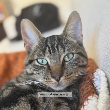 Photo 1/1 Yasu Chat lost in Angrie