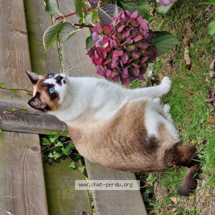 Photo 1/1 loki Chat lost in Quessoy