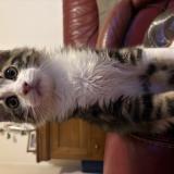 Picture of cat lost at Saint Dizier