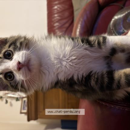 Photo 1/1 Mayo Chat lost in Saint dizier