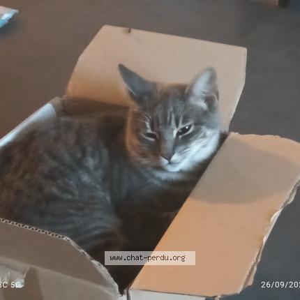 Photo 1/1 Rasta Chat lost in Cuxac d aude