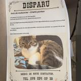 Minette