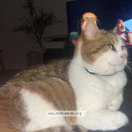 Photo 1/1 Leslie Chat lost in Evreux