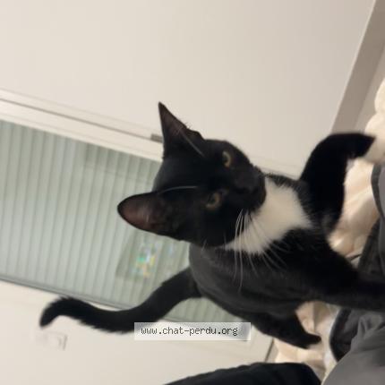 Photo 1/1 Reunited cat Lost in Nice