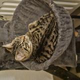 Picture of cat found at Tournai