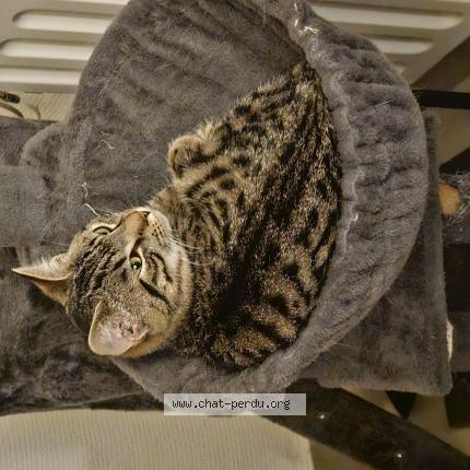 Photo 1/1 Found cat Found in Tournai