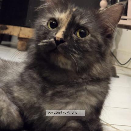 Photo 2/4 Gullu Chat lost in Islamabad