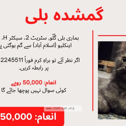 Photo 3/4 Gullu Chat lost in Islamabad