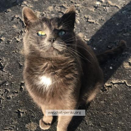 Photo 2/2 Fifi Chat lost in Servigny les raville