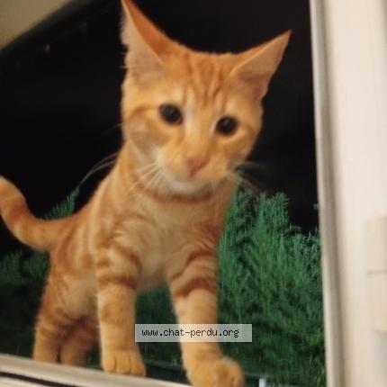 Photo 1/1 Roucky Chat lost in Toulon