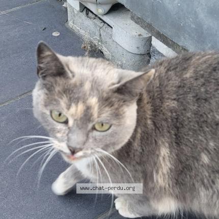 Photo 1/1 Filousse Chat lost in Tourcoing