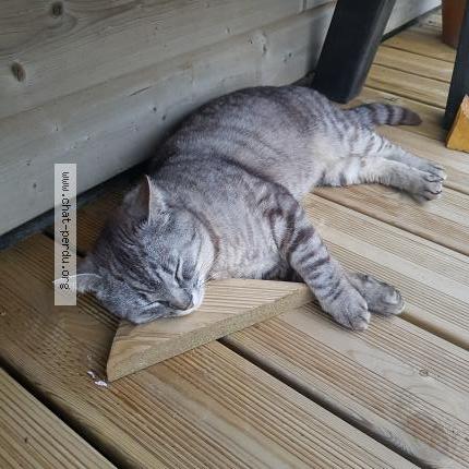 Photo 1/1 Yannick Guillot Chat lost in Commana