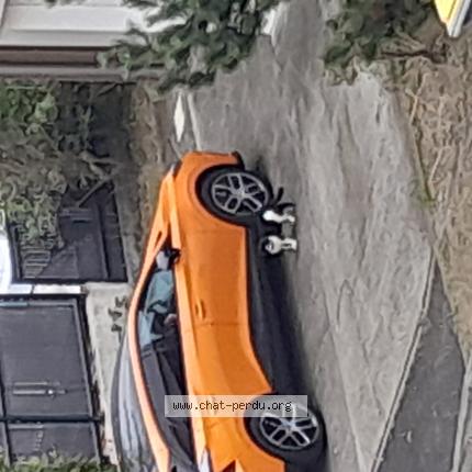 Photo 1/1 Found cat Found in Mont de marsan