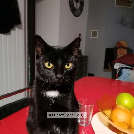 Photo 1/1 Plume Chat lost in Chaux les port