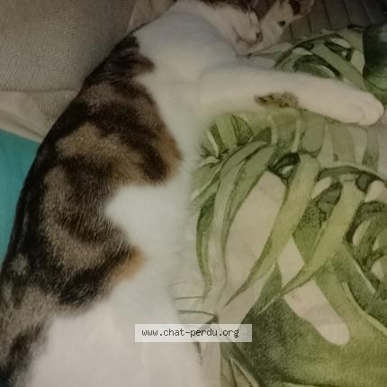 Photo 1/3 Found cat Found in Villers bretonneux