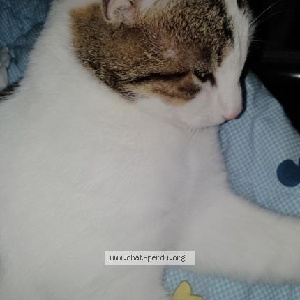 Photo 2/3 Found cat Found in Villers bretonneux