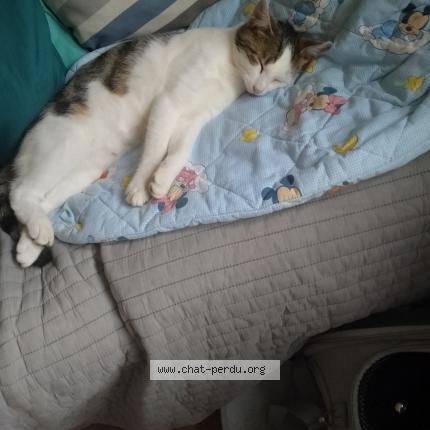 Photo 3/3 Found cat Found in Villers bretonneux