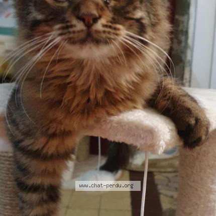 Photo 1/1 Rasta Chat lost in Broglie