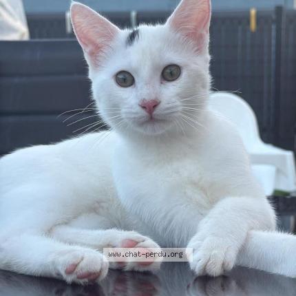 Photo 1/1 Mouss Chat lost in Ostricourt