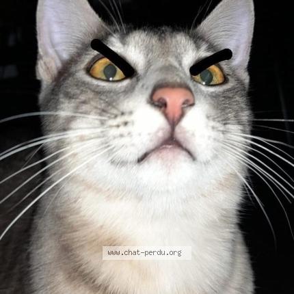 Photo 1/1 Fufu Chat lost in Beziers