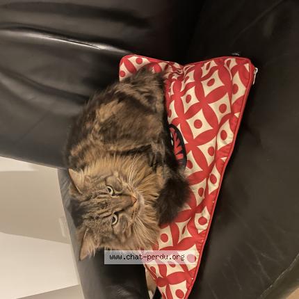 Photo 1/1 Thor Chat lost in Strasbourg