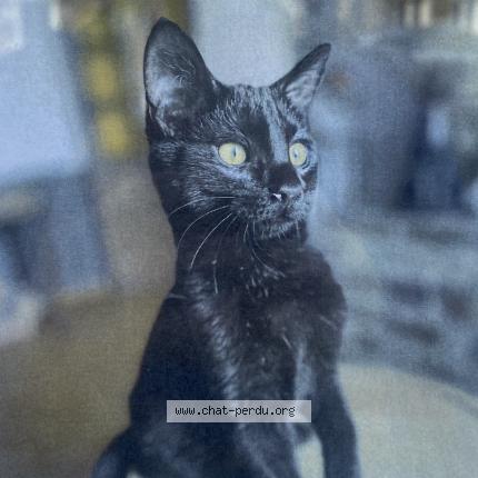 Photo 1/1 Roméo Chat lost in Vassy