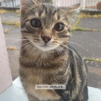 Photo 1/2 Found cat Found in Mailley et chazelot