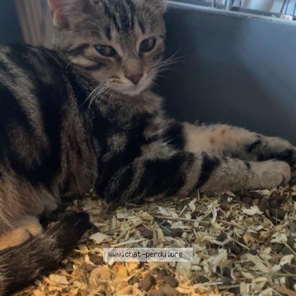 Photo 2/2 Found cat Found in Mailley et chazelot